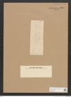 Diatomeae indet. Zeichnungen Sammlung Grunow Nr. 2847 (NHMW-BOT-W0370168)